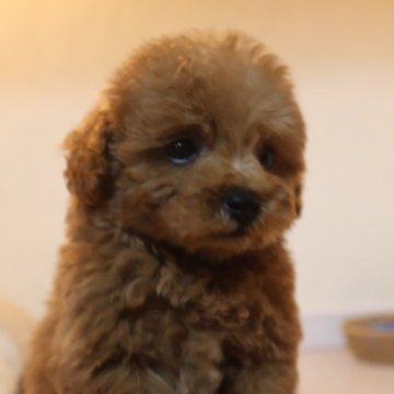 トイプードル(トイ)【広島県・男の子・2024年9月7日・レッド】の写真「レッドの目がクリっとした男の子！」