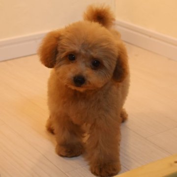 トイプードル(トイ)【広島県・男の子・2024年6月26日・アプリ】の写真「アプリの男の子」
