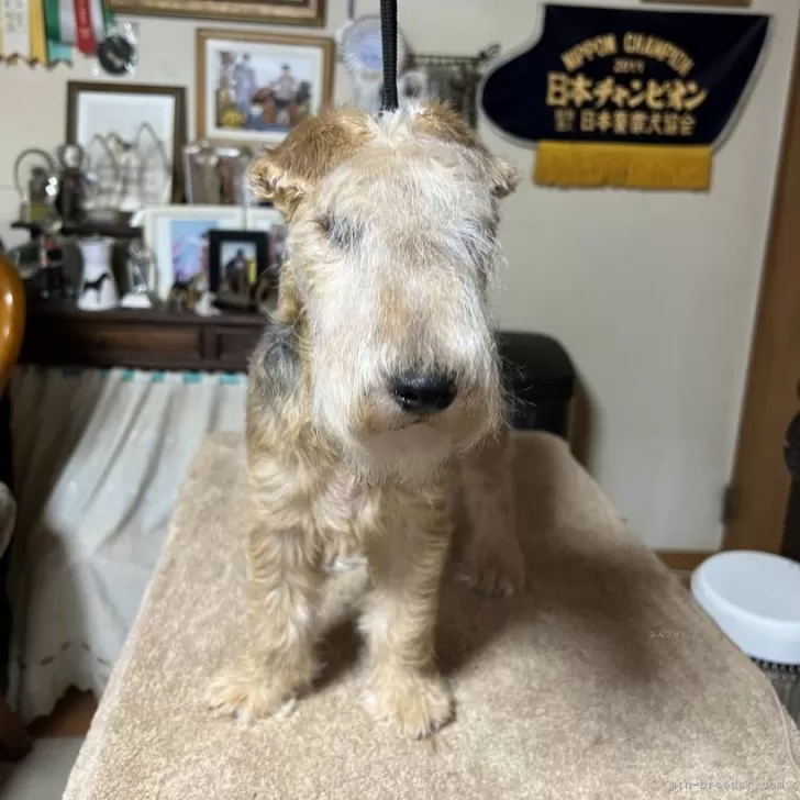 ID：2407-03248の子犬