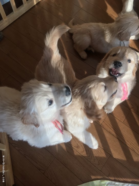 増田絹代ブリーダーのブログ：子犬ちゃん育成記録4
