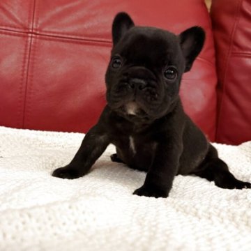 フレンチブルドッグ【茨城県・男の子・2025年10月9日・ブリンドル】の写真「血統優秀なCH直子でショートバックな男の子」