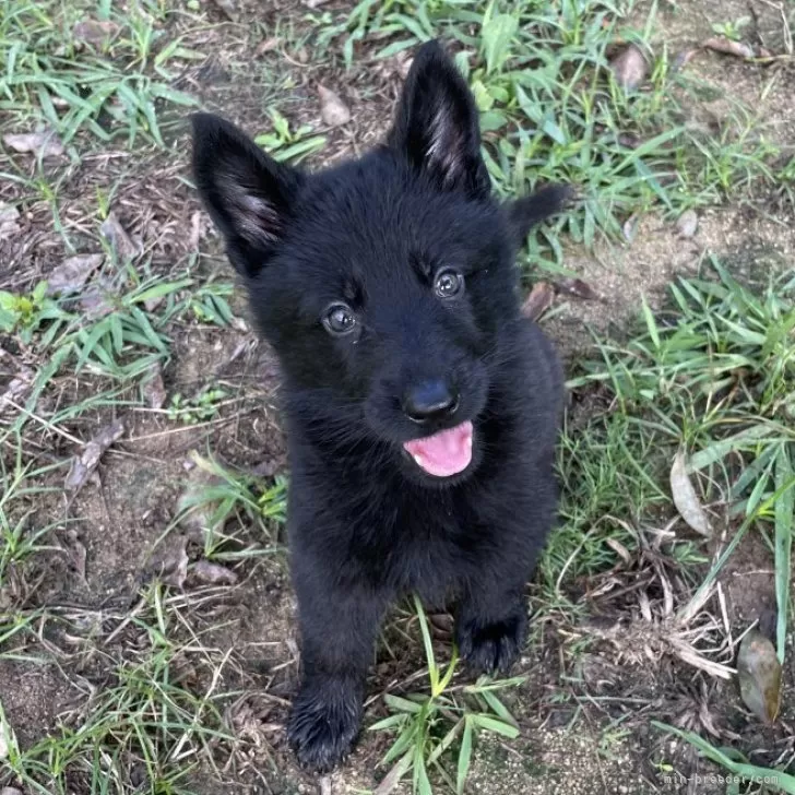 ID:2508-01379の子犬