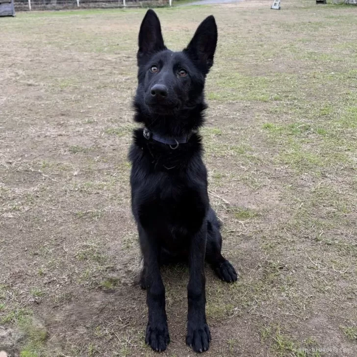 ID：2512-07819の子犬