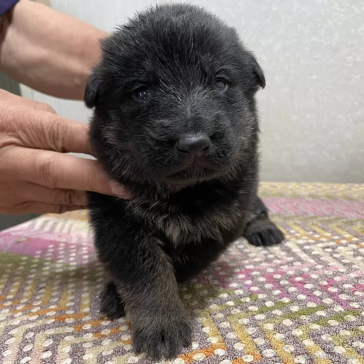 きな 様のお迎えした子犬