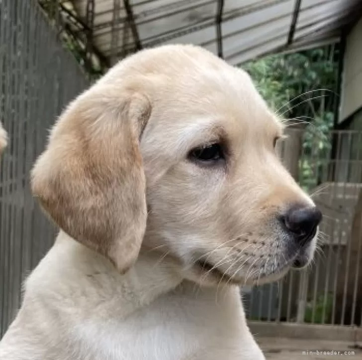 ID：2504-07308の子犬