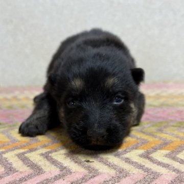 ジャーマン・シェパード・ドッグ【熊本県・男の子・2025年11月22日・ブラックタン】の写真「骨格しっかり男の子！」