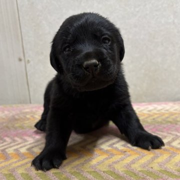 ラブラドールレトリバー【熊本県・女の子・2025年11月1日・ブラック】の写真「ムチムチな女の子✨」