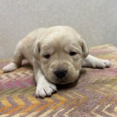 ラブラドールレトリバー