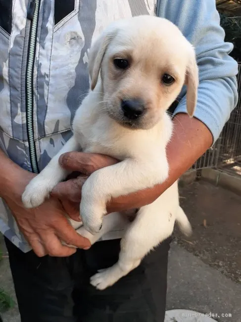 ID：2010-01997の子犬