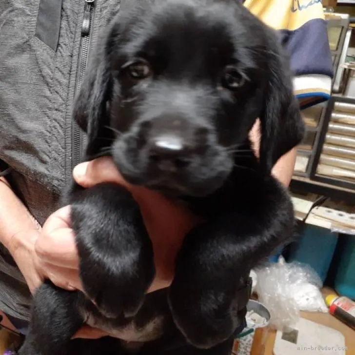 ID：2210-01471の子犬