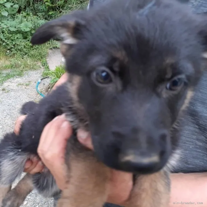 ID:2305-04630の子犬