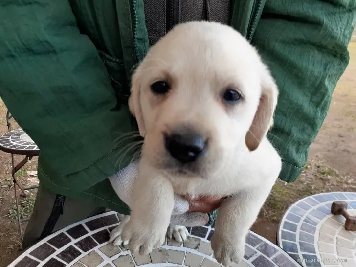 ID:2201-01858の子犬