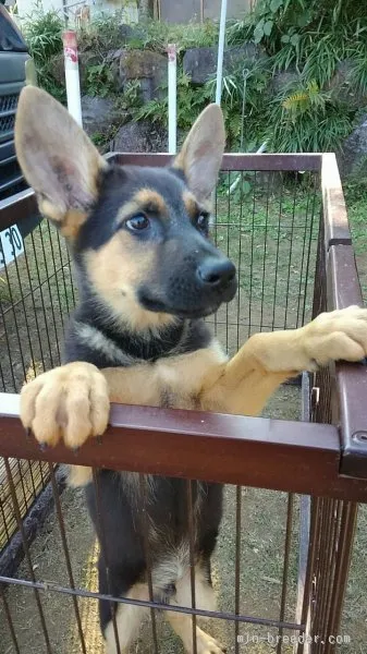 ID：1510-00642の子犬