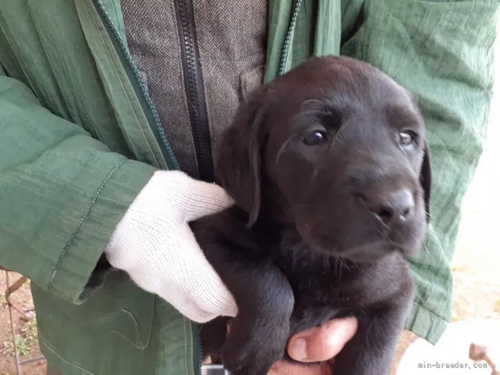 ID：2201-01859の子犬