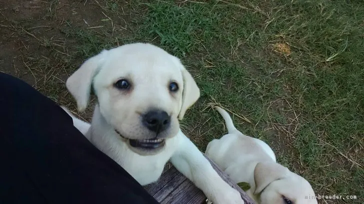 ID:1709-01216の子犬