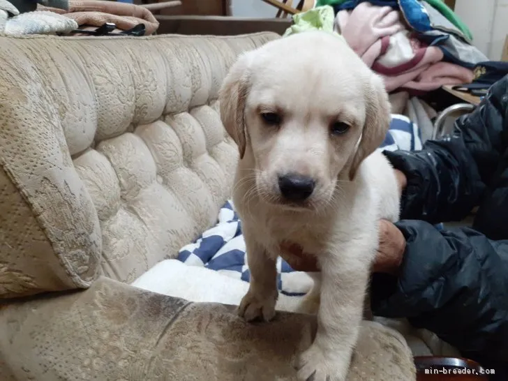 ID：2011-00797の子犬