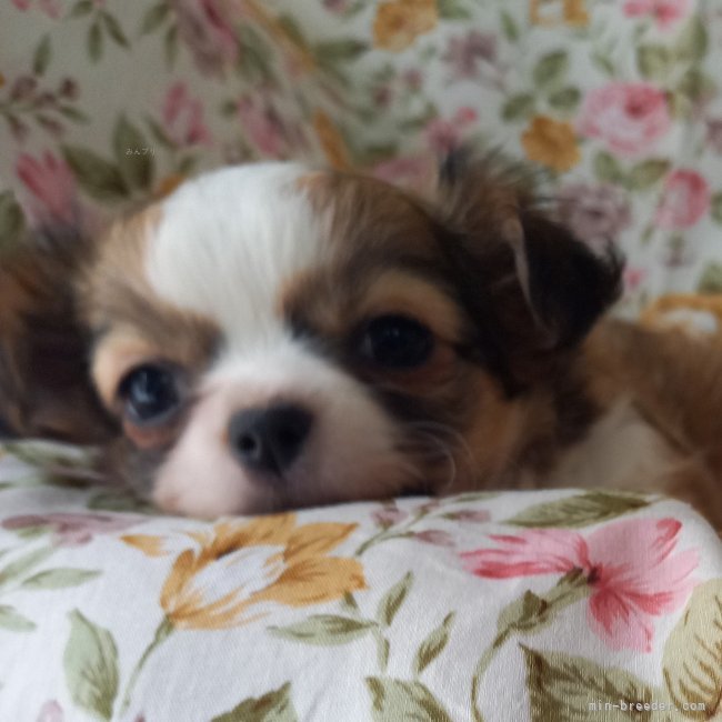 2024年誕生女子(*≧з≦)💞｜小泉　昌子(こいずみ　まさこ)ブリーダー(山口県・チワワ(ロング)など・JKC登録)の紹介写真10