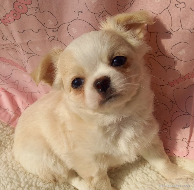 チワワちゃん達待っています💠✴☆｜小泉　昌子(こいずみ　まさこ)ブリーダー(山口県・チワワ(ロング)など・JKC登録)の紹介写真1