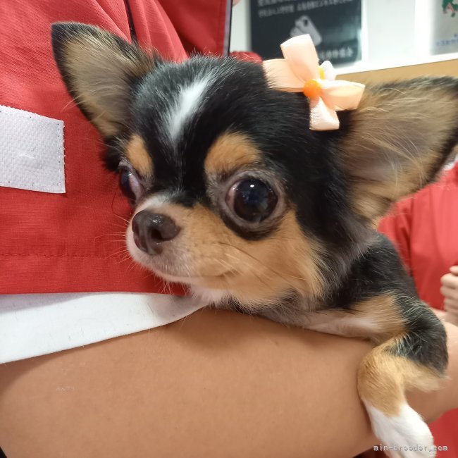 2㌔サイズのママ候補｜小泉　昌子(こいずみ　まさこ)ブリーダー(山口県・チワワ(ロング)など・JKC登録)の紹介写真3