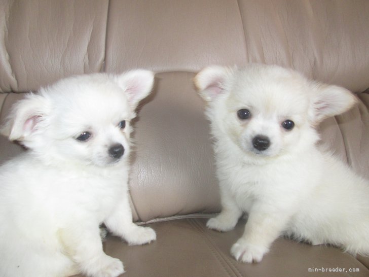 ホワイチクリームの仔犬達｜小泉　昌子(こいずみ　まさこ)ブリーダー(山口県・チワワ(ロング)など・JKC登録)の紹介写真4