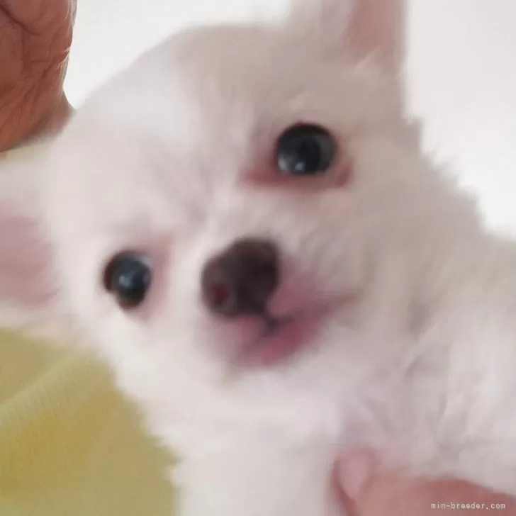 ID:2509-07281の子犬