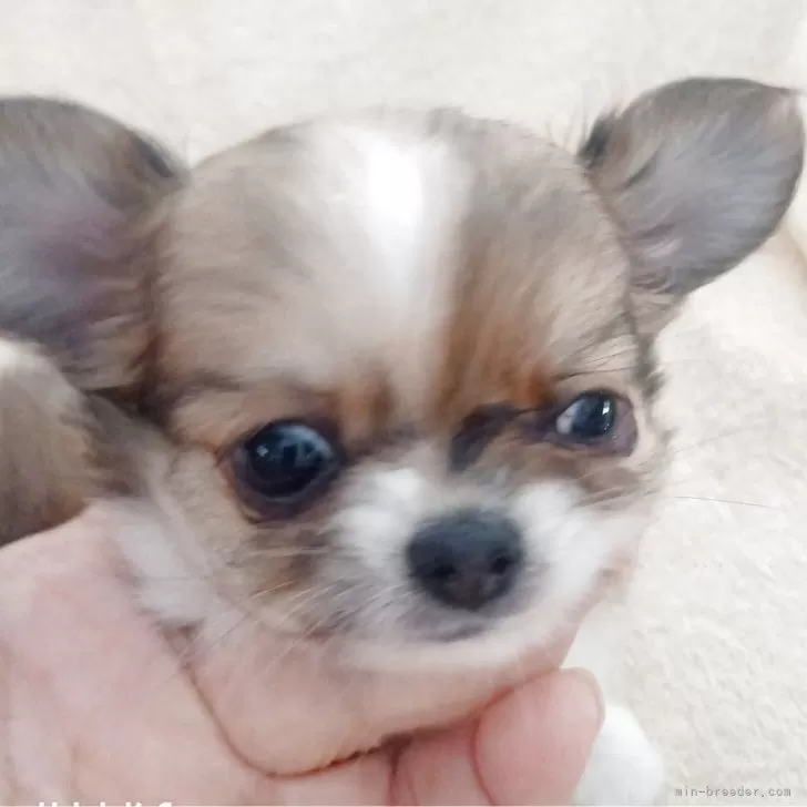 ID：2507-08774の子犬