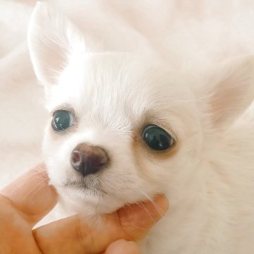 チワワ(ロング)【山口県・男の子・2025年2月22日・ホワイトクリーム】の写真「❤️可愛い男の子♥️」