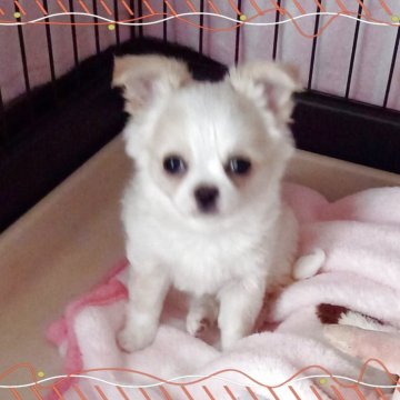 チワワ(ロング)【山口県・男の子・2025年2月22日・ホワイトクリーム】の写真「♥️甘ったれの僕をよろしくお願いします🙏🍀」