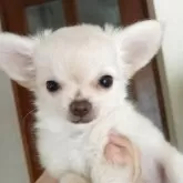 チワワ(ロング)