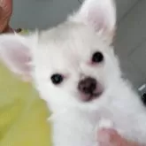 チワワ(ロング)