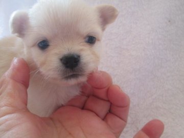 チワワ(ロング)【山口県・女の子・2019年12月30日・クリーム&ホワイト】の写真「1年振りの販売プライスダウンご挨拶替り.:*・°」
