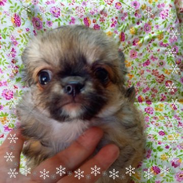 チワワ(ロング)【山口県・男の子・2021年10月8日・フオーン】の写真「※^*:☆🤍見学時にご一緒にお帰りされますよ❤️」