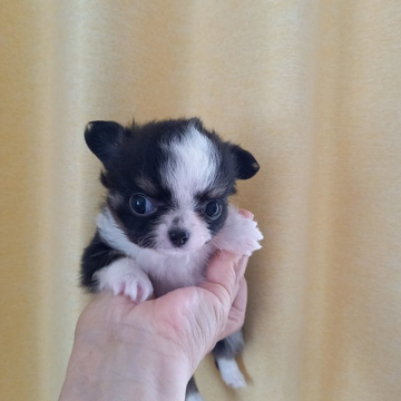 チワワ(ロング)【山口県・男の子・2022年5月12日・ブラック&タンホワイト】の写真「⋆｡˚✩*special price⋆｡˚✩* ੈ」