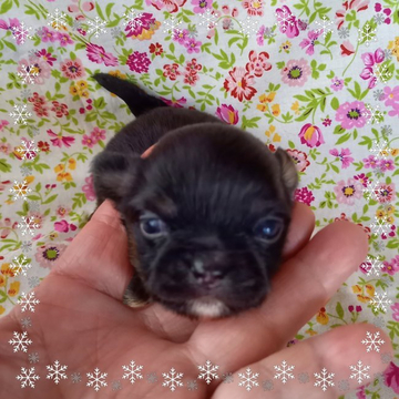 チワワ(ロング)【山口県・男の子・2022年5月12日・ブラック&タンホワイト】の写真「めちゃ可愛い極小ブラタンくん*°♡」