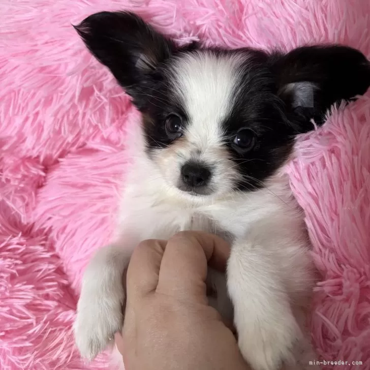 M.T 様のお迎えした子犬