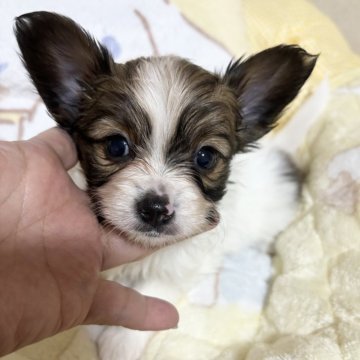 パピヨン【埼玉県・女の子・2025年11月5日・レッド&ホワイト (茶白)】の写真「美少女タイプの小さな女の子」