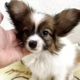 パピヨン