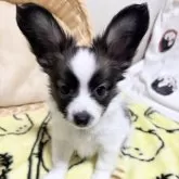 パピヨン