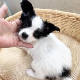 パピヨン