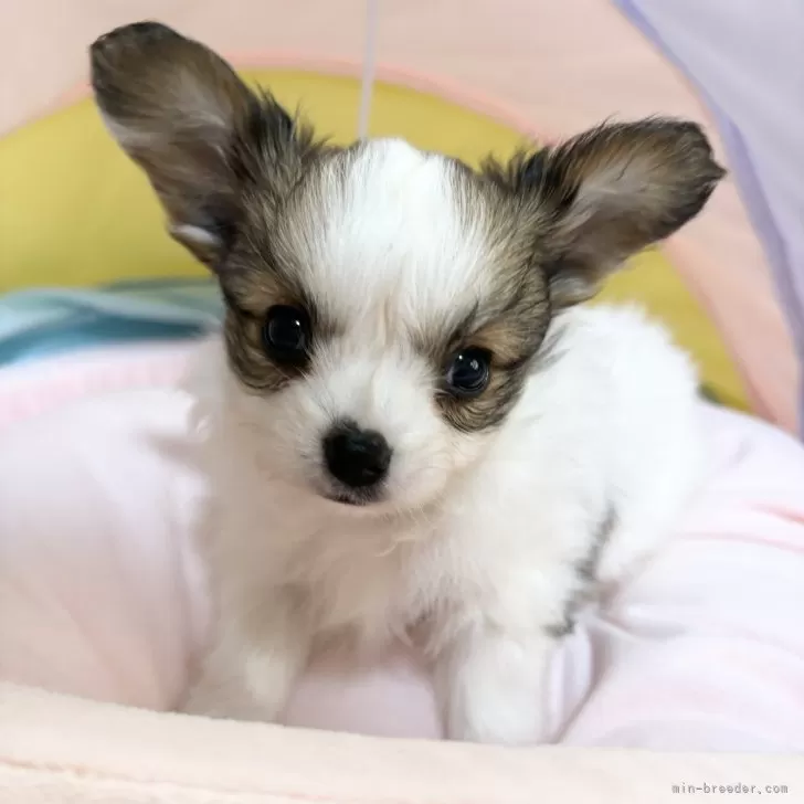 ラテ 様のお迎えした子犬