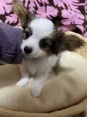 パピヨン【埼玉県・男の子・2022年12月21日・】の写真2