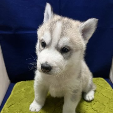 シベリアンハスキー【富山県・男の子・2025年11月13日・シルバーホワイト】の写真「ころころくまさん」