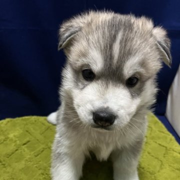 シベリアンハスキー【富山県・男の子・2025年11月13日・シルバーホワイト】の写真「可愛い男の子💕」