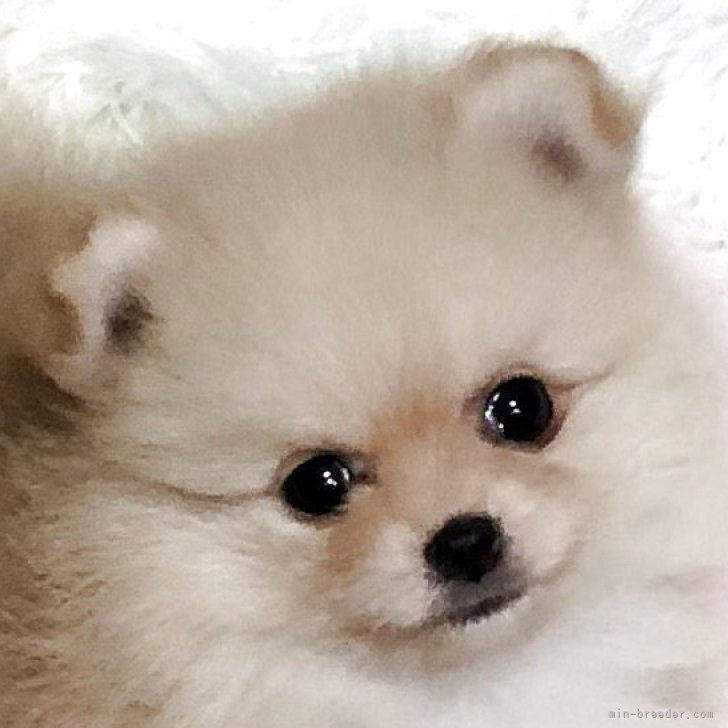 ブリーダー画像