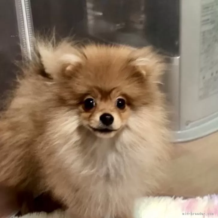 ID：2412-01139の子犬