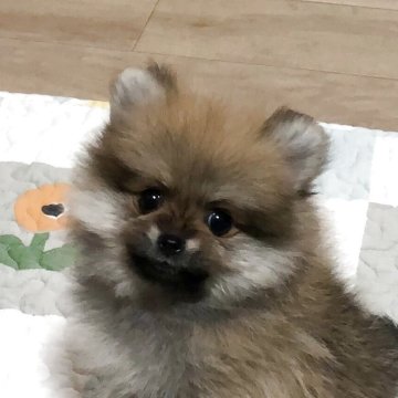 ポメラニアン【千葉県・女の子・2025年7月2日・オレンジ】の写真「控えめな女の子です。」