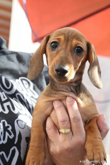 ID:1812-02064の子犬