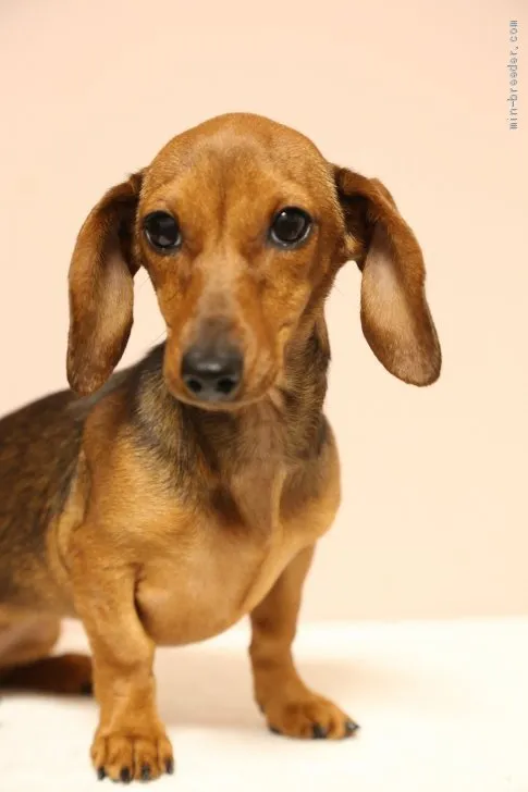 ID：1904-00487の子犬