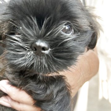 シーズー【愛媛県・女の子・2025年6月2日・ブリンドル】の写真「おとなしい女の子です。」