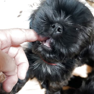 シーズー【愛媛県・女の子・2025年10月9日・ブラウンもしくは、ブリンドル】の写真「大きなお目目の可愛い子です！父はロシア輸入犬です」